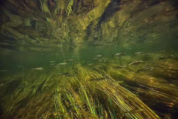 algas verdes subaquáticas na paisagem do rio, paisagem ecológica, natureza