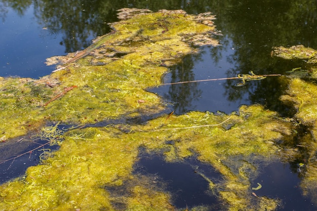 Algas verdes en la superficie del agua.