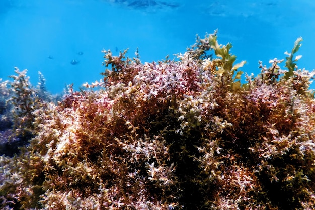 Algen, Algen Unterwasser, Algen Flachwasser nahe der Oberfläche
