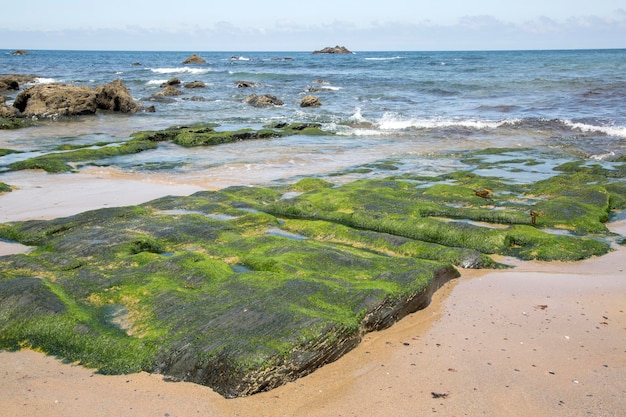 Algen am Strand von Picon in Loiba, Galizien, Spanien