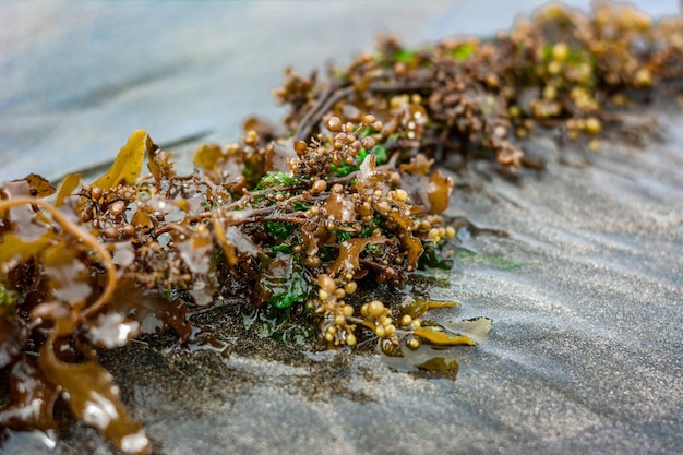 Foto algen am strand