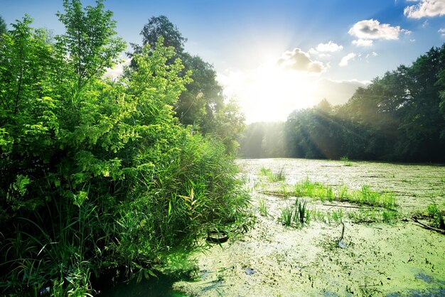 Algen im Fluss an einem sonnigen Tag im Sommer