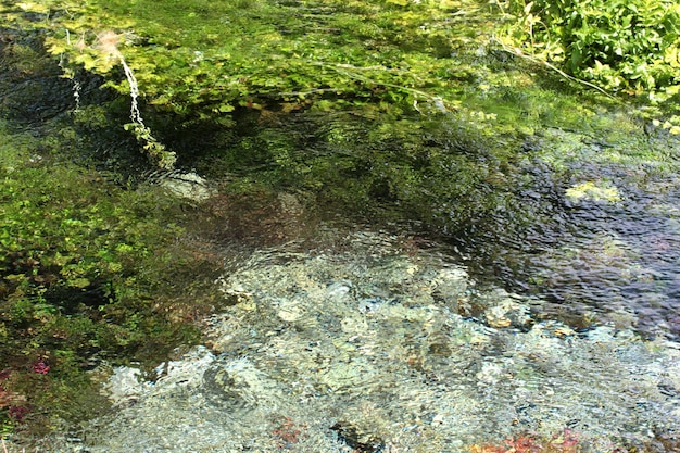 Algen im Teich