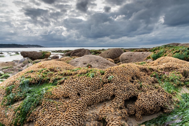 Algen und Muscheln auf den Felsen eines Strandes in der nördlichen Bretagne