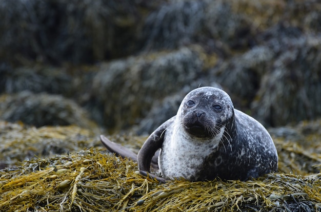 Algenbett für eine Seehunde in Loch Dunvegan Schottland