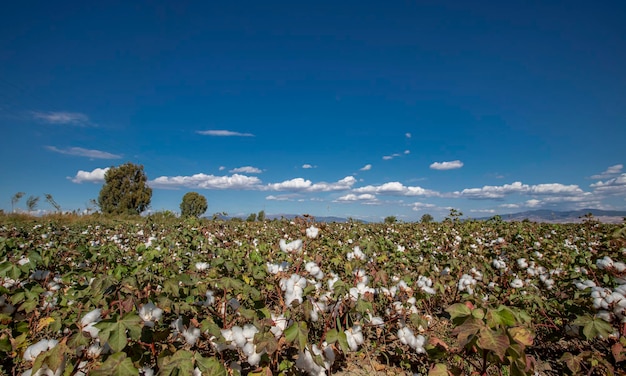 Algodão amadurecido no campo Algodão branco na época da colheita