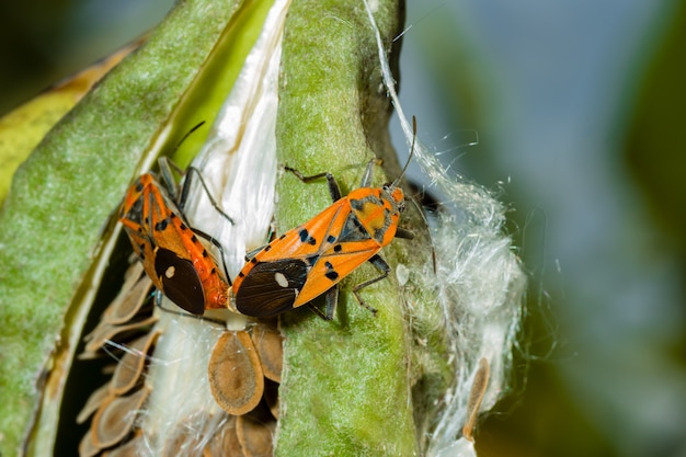 Algodão vermelho stainer bug mating