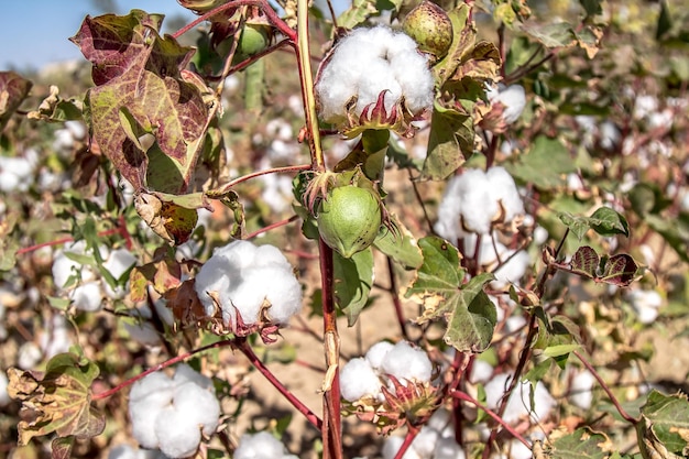 Algodón crudo en un campo de algodón