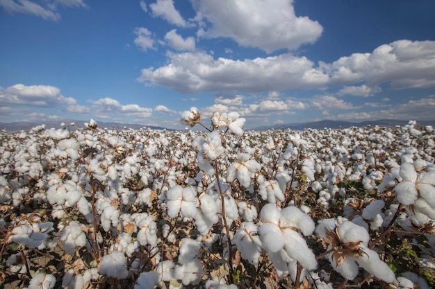 Algodón madurado en el campo Algodón blanco en el momento de la cosecha