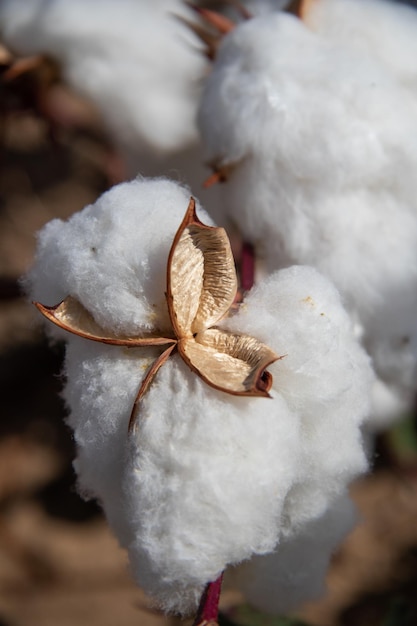 Foto algodón maduro en el campo, de cerca.