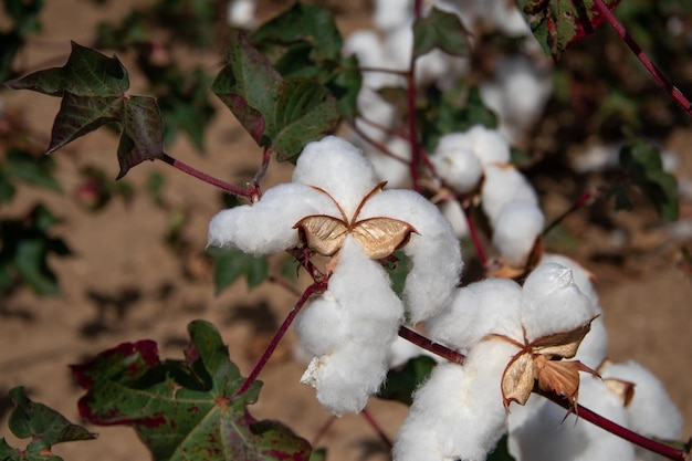 Foto algodón maduro en el campo, de cerca.