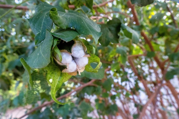 algodón en la planta verde