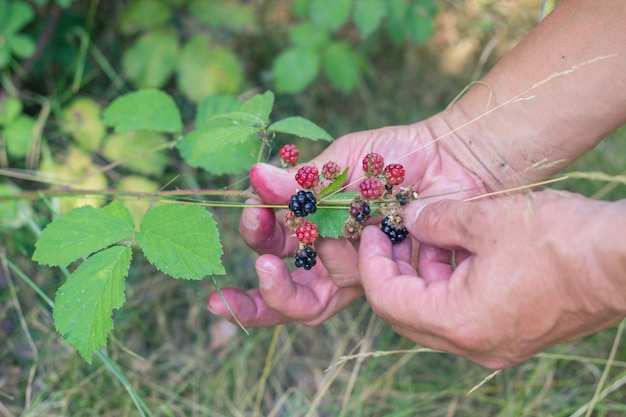 Alguém colhendo frutas no campo