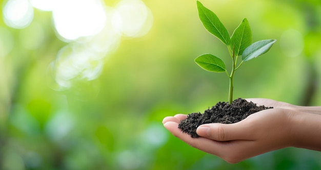 alguém segurando uma pequena planta em suas mãos com um fundo verde generativo ai