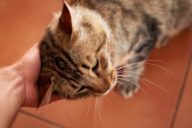 Alguien acariciando a un adorable gato doméstico de pelo corto en el interior