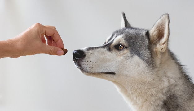 Alguien alimenta a un perro husky