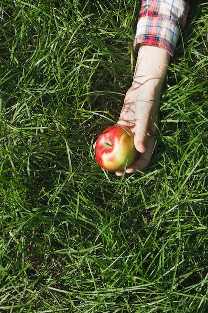 Alguien está recogiendo una manzana fresca de la hierba.