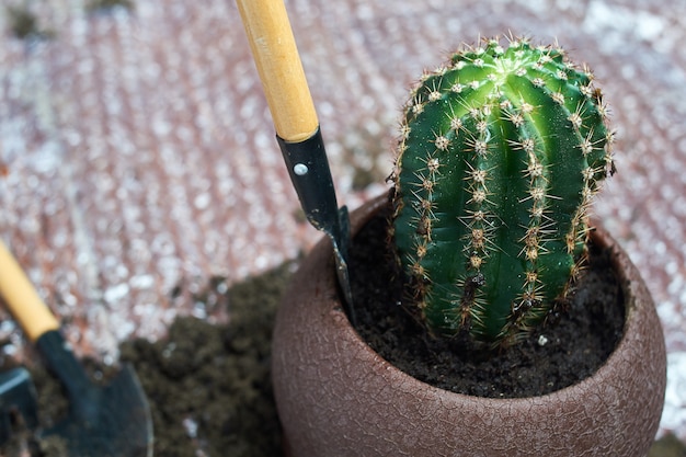 Alguien trasplantando cactus Pachypodium a una nueva maceta con herramientas de jardín en su casa