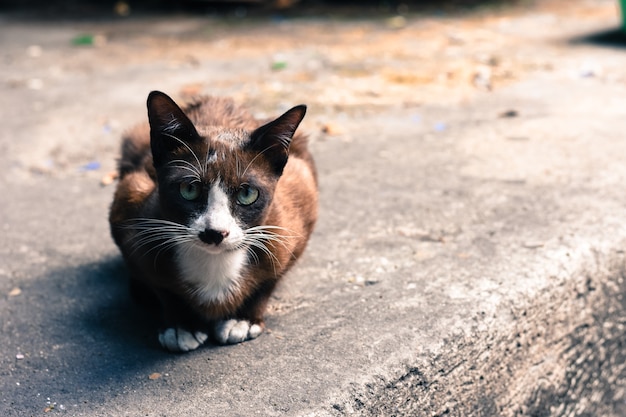 Algum foco de um gato marrom olhando para a câmera. no chão de cimento em um dia ensolarado,