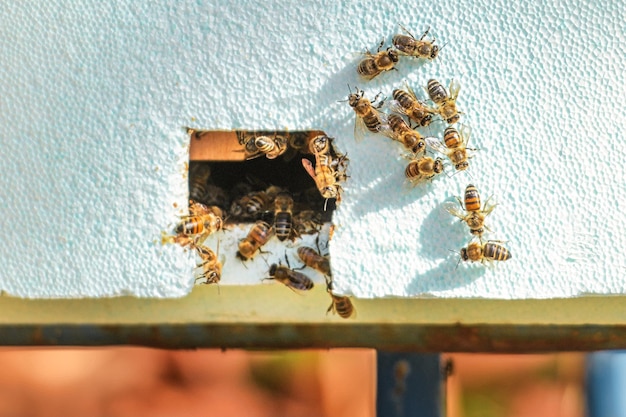 Algumas abelhas dentro e fora da casa da colmeia