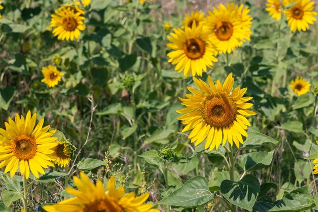 Algumas flores de girassol não são fotogênicas do que outras irmãs do campo