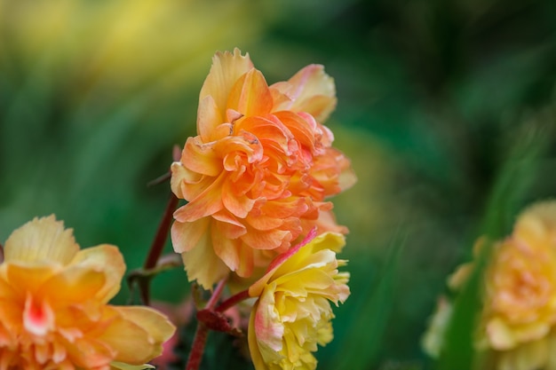 Algumas flores laranja