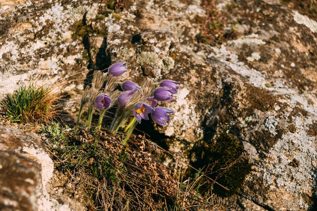 Algumas flores violetas da montanha que crescem em uma rocha.