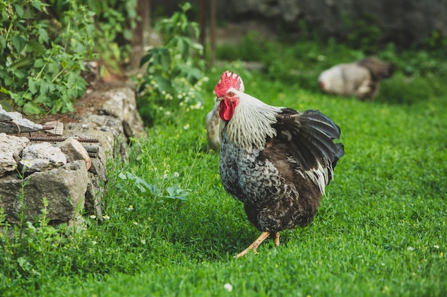 Algumas galinhas bonitas estão andando pelo quintal no país com grama verde