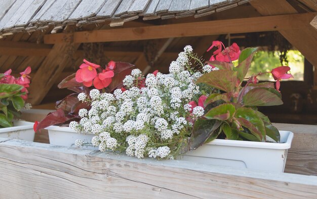 Algumas lindas flores de White Alyssum e begônias vermelhas colocadas em uma área de descanso para decoração