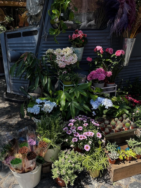 Algumas lindas flores para dar de presente