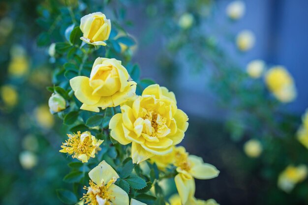 Algumas rosas amarelas alaranjadas