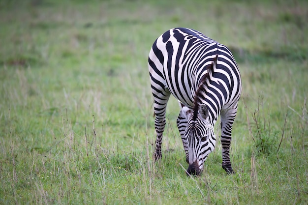 Algunas cebras en medio de la sabana de Kenia