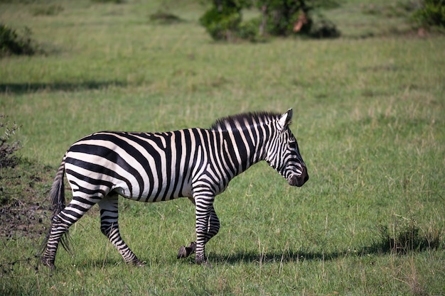 Algunas cebras en medio de la sabana de Kenia