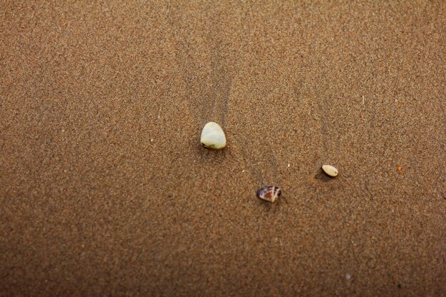 Foto algunas conchas en la playa en la arena.