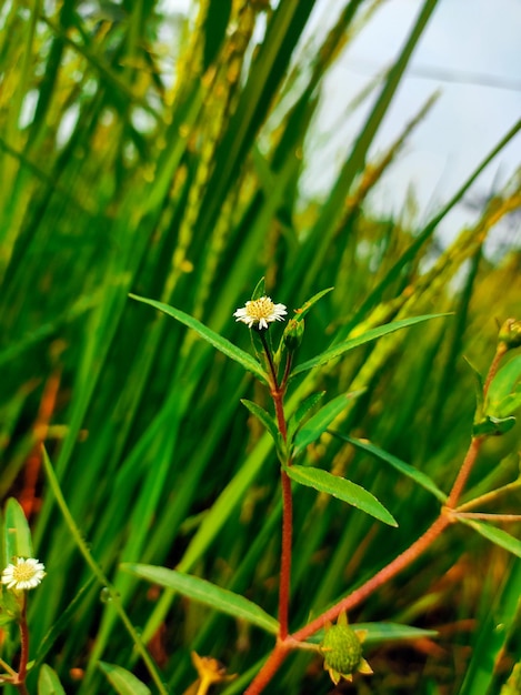 Algunas flores blancas están creciendo en un campo.