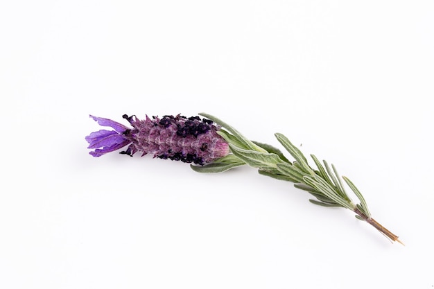 Algunas flores de Lavandula stoechas, lavanda española, sobre un fondo blanco