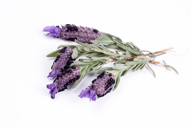 Algunas flores de Lavandula stoechas, lavanda española, sobre un fondo blanco