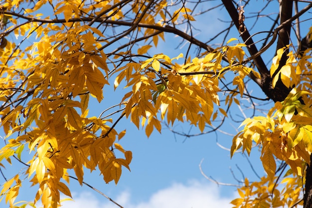 Algunas hojas amarillas de otoño en un árbol