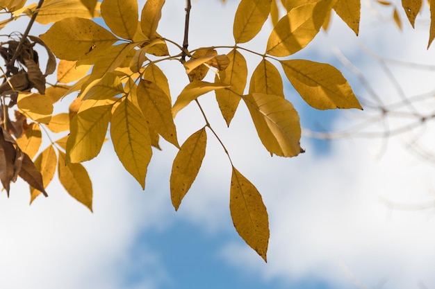 Algunas hojas amarillas de otoño en un árbol