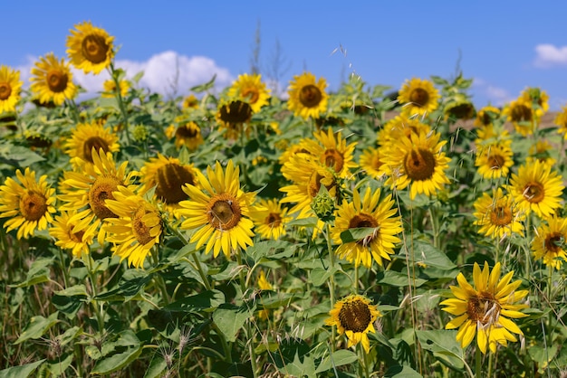 Algunas inflorescencias de girasol (Helianthus annuus), a diferencia de sus contrapartes, ni siquiera se han abierto todavía.