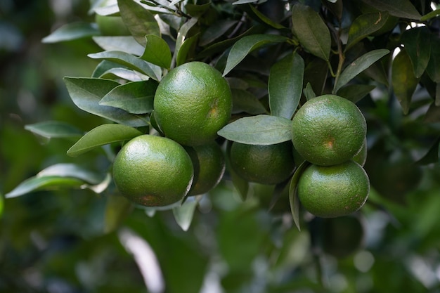 Algunas naranjas verdes inmaduras en el naranjo