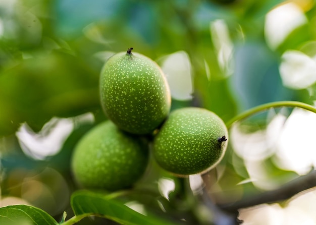 Algunas nueces crecen con hojas Nueces verdes en el árbol