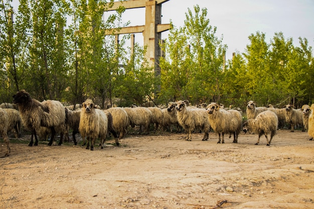 Algunas ovejas miran a la cámara.