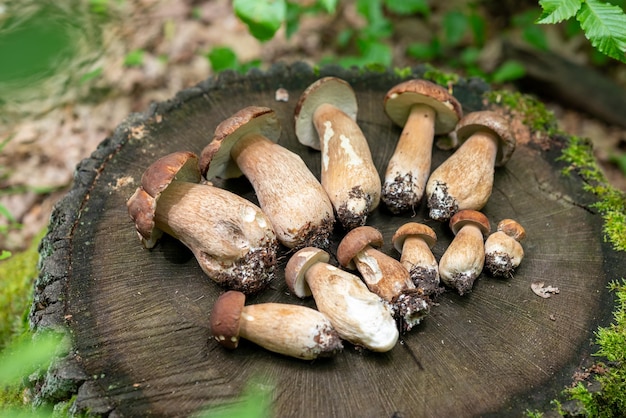 Algunas setas recogidas en un tocón de roble en el bosque Hermosa composición de hongos boletus recién encontrados en un tocón en un bosque de robles