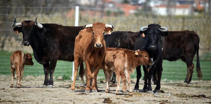 Foto algunas vacas bebé en el campo