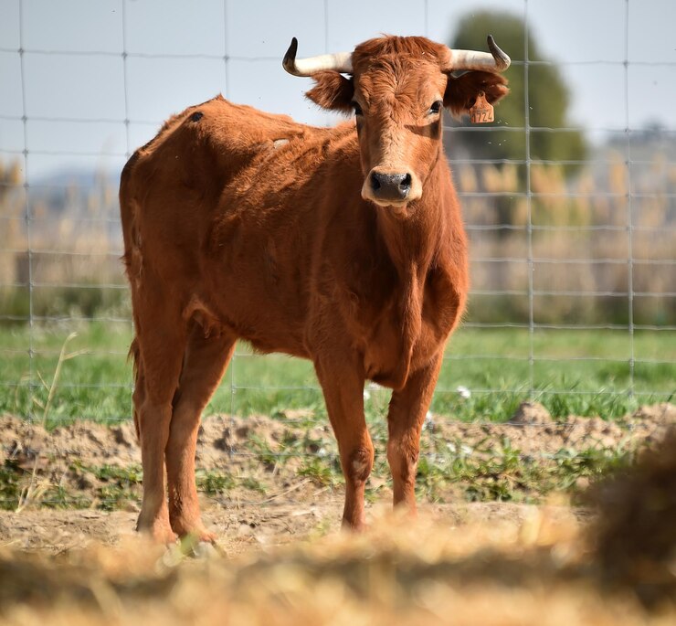 Foto algunas vacas bebé en el campo