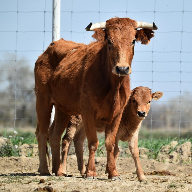 Foto algunas vacas bebé en el campo