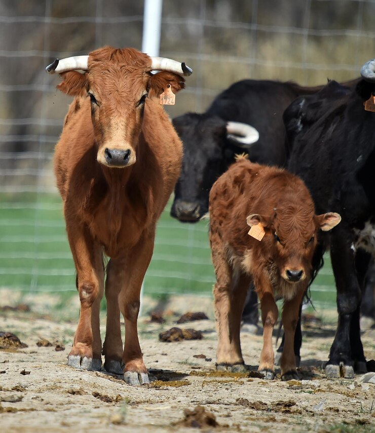 Foto algunas vacas bebé en el campo