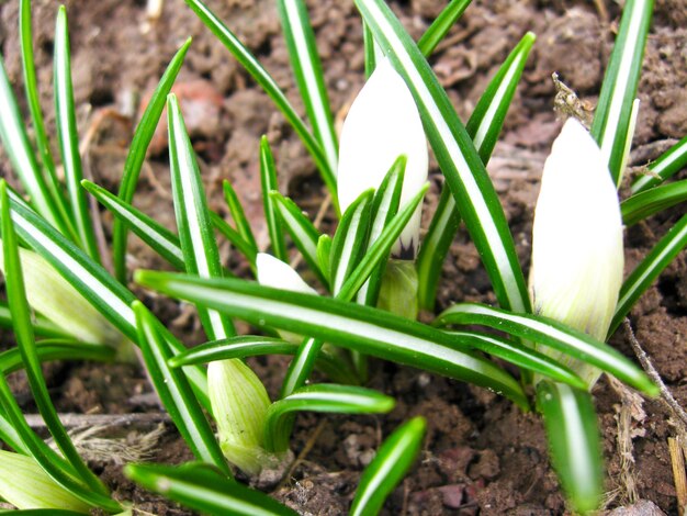 Foto algunos azafranes en flor