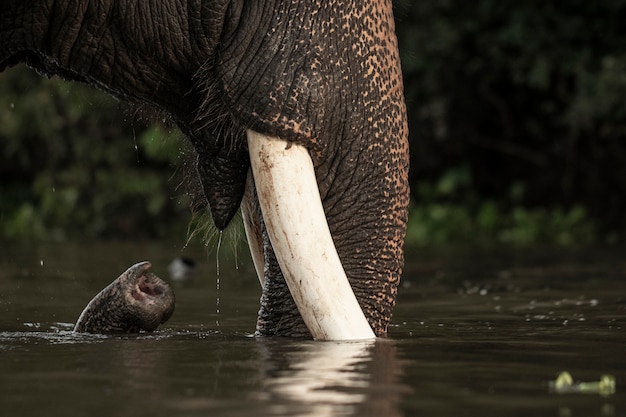 Foto algunos de los elefantes están en el agua.